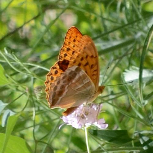 Réf. 189 539 : Argynnis paphia